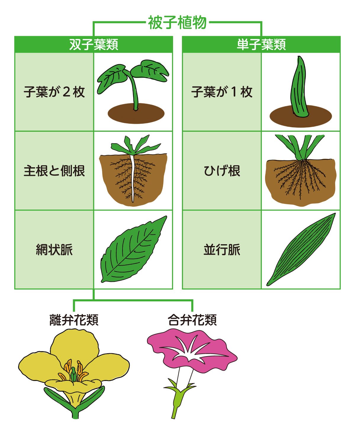 離弁花と合弁花の違いとは？見分け方と代表例・覚え方を徹底解説