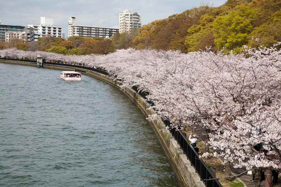 大川沿い4800本の桜並木！混雑回避ルートと屋台穴場を完全取材