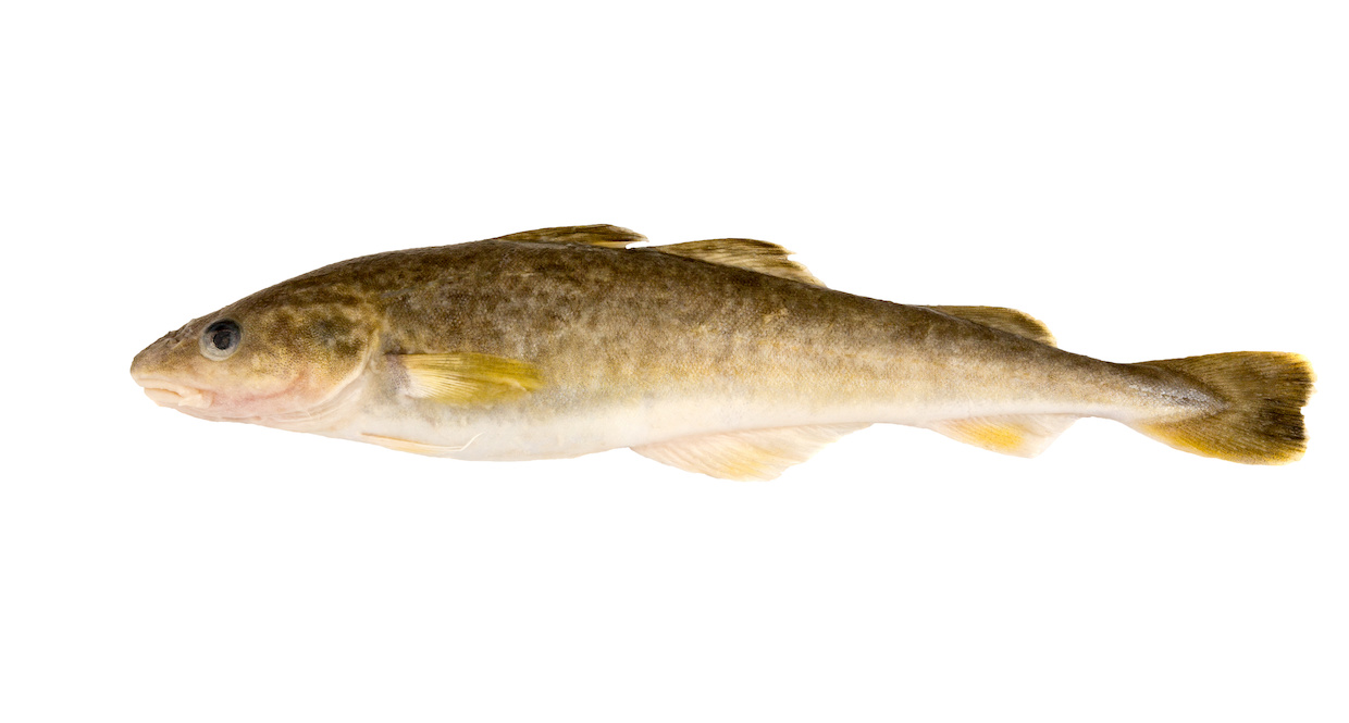 難読魚「氷下魚」の読み方と食べ方！硬い干物の剥き方や旬と2026最新相場