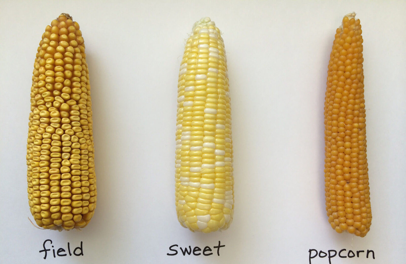 What Type of Corn Is Used for Popcorn