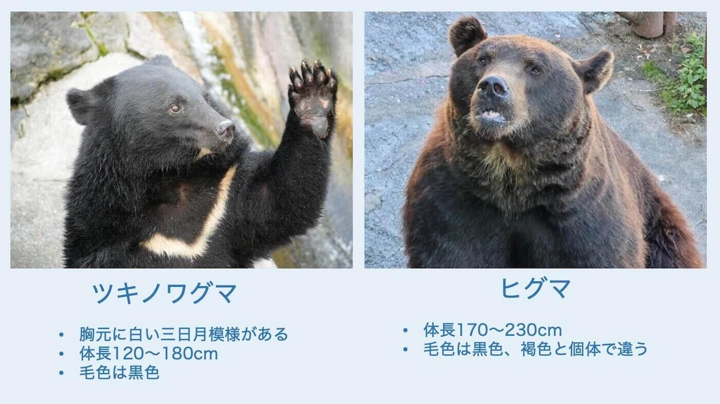 ヒグマとツキノワグマ徹底比較！どっちが強い？危険度と遭遇対策