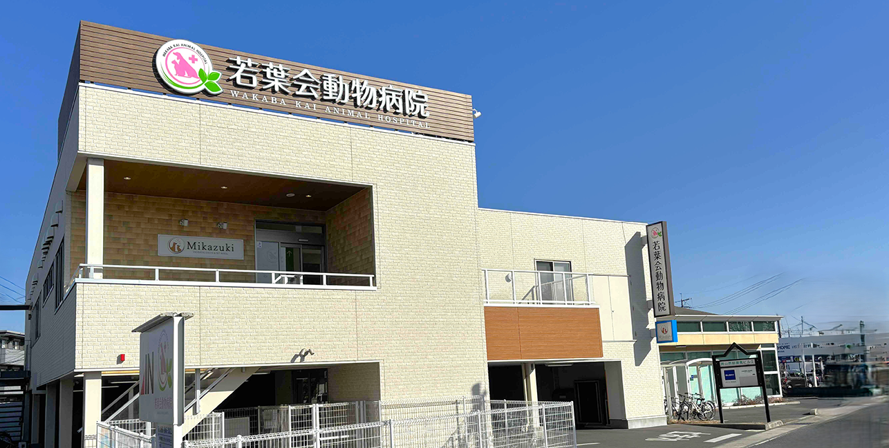 若葉会動物病院の評判と真相は？診療料金や混雑対策まで徹底解剖