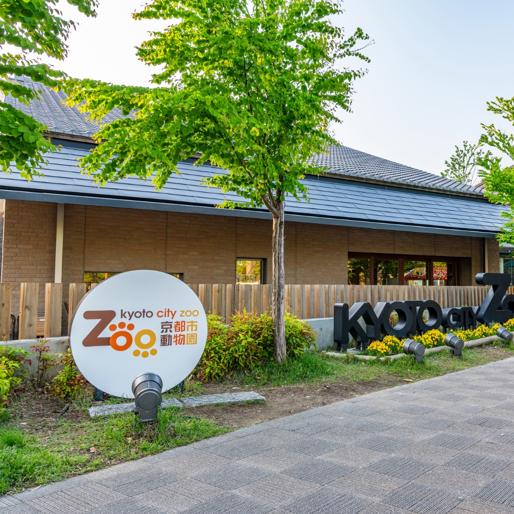 京都市動物園はなぜ大人に人気？2026年最新の混雑回避と見どころ
