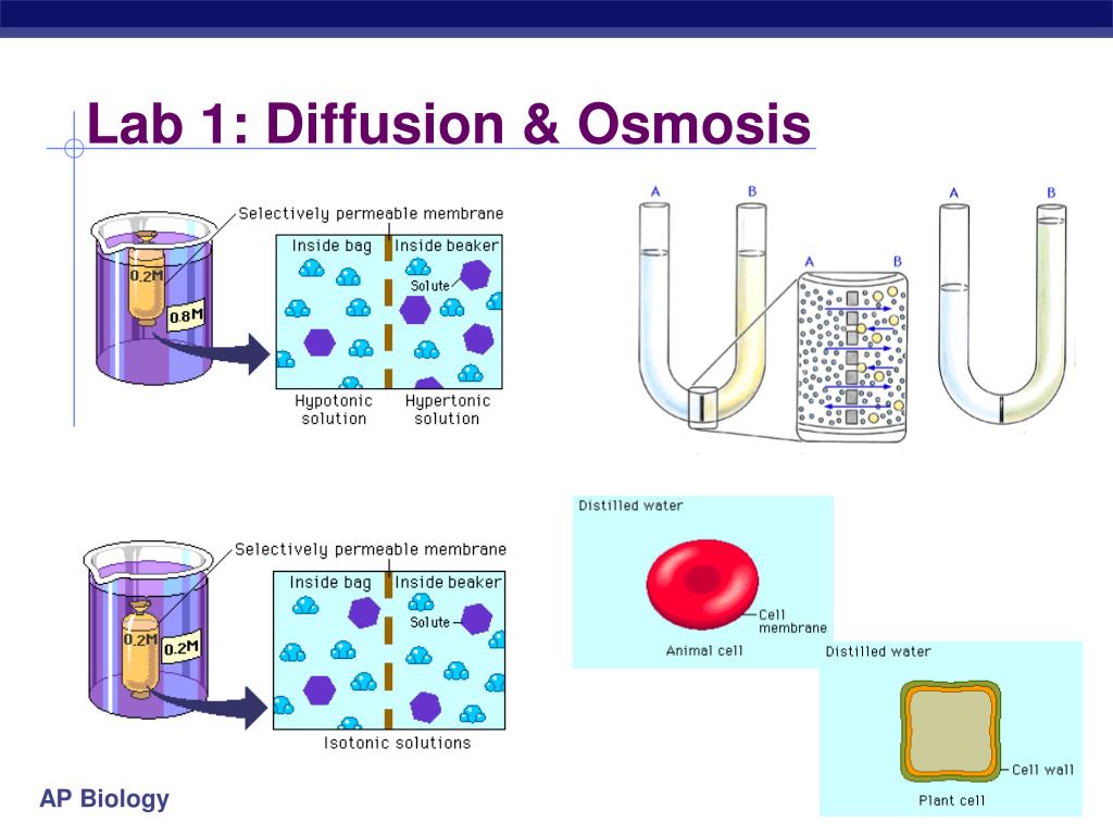 Ap Biology Laboratory 1 Diffusion and Osmosis