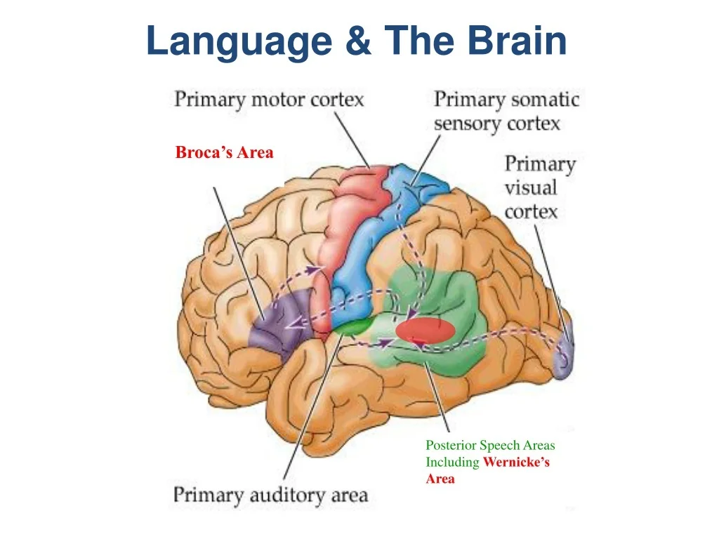 Where in the Brain Is Language Processed