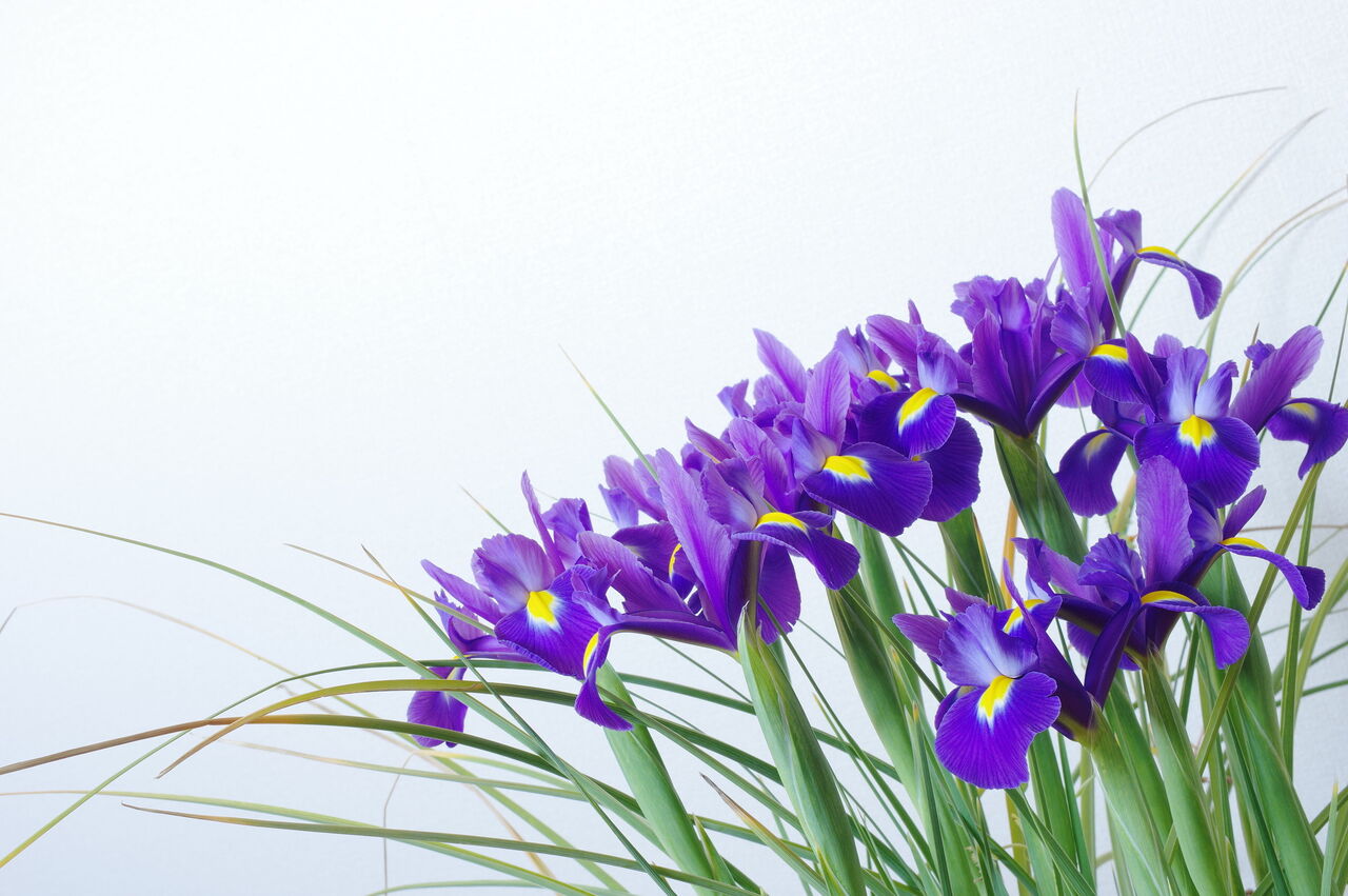 アイリスの花言葉と種類を徹底解剖！アヤメとの違いや育て方・毒性の真実