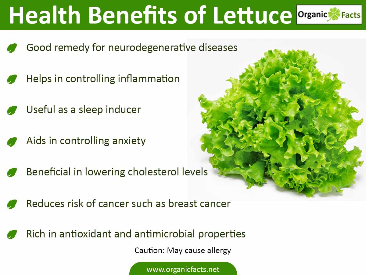Is Eating Lettuce Healthy