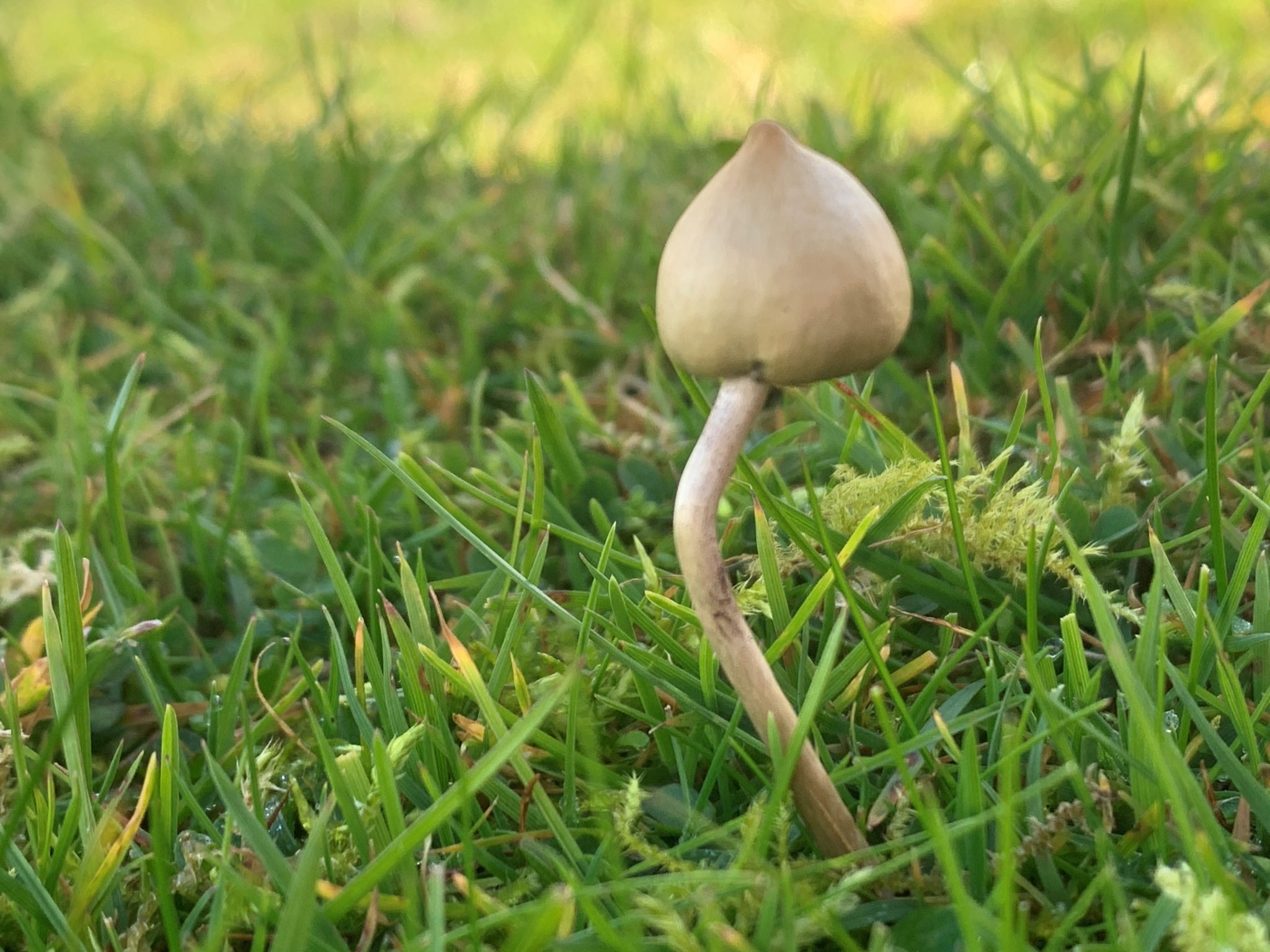 Where to Find Liberty Caps Near Me