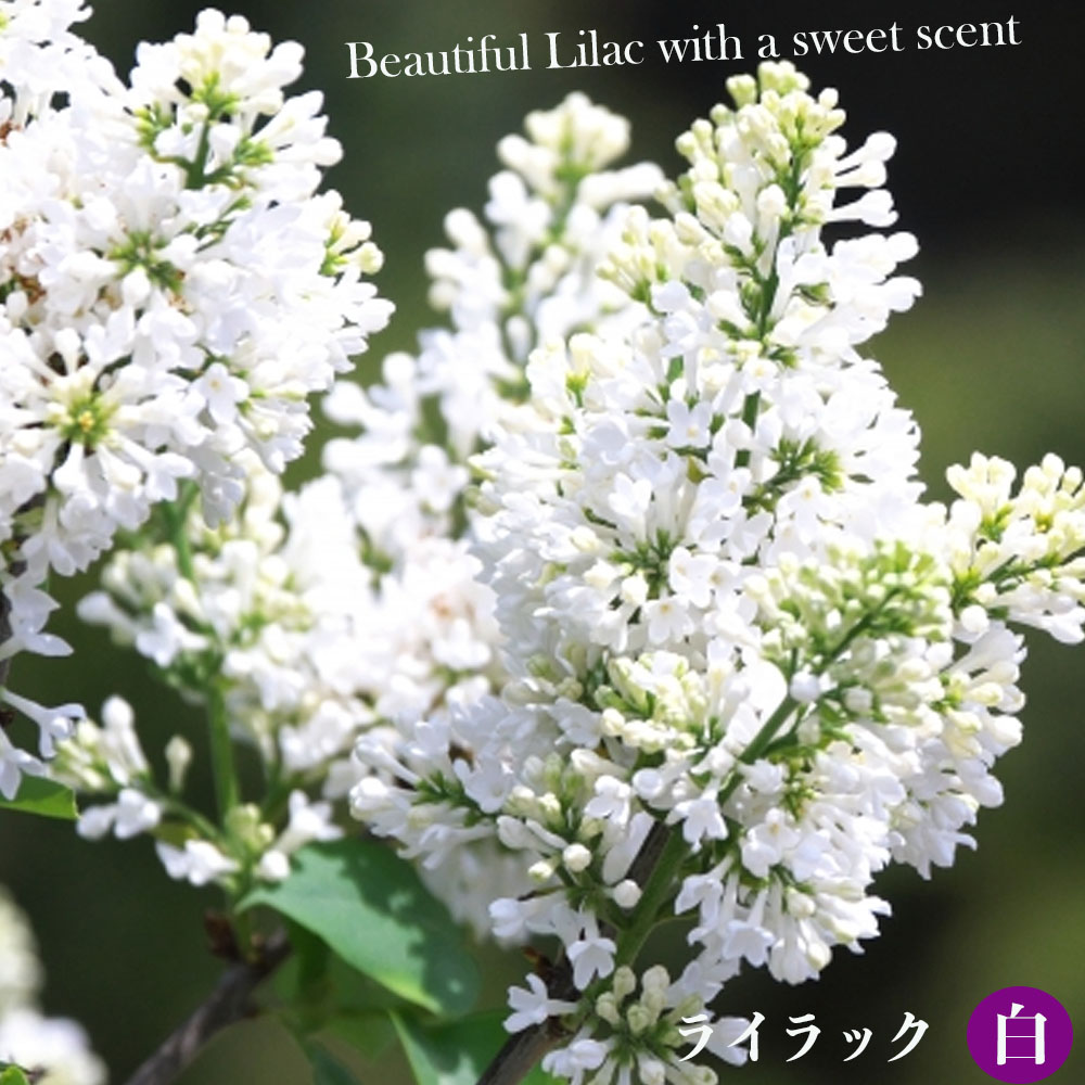 白いライラックの花言葉と怖い噂の真相｜紫との違いや失敗しない育て方
