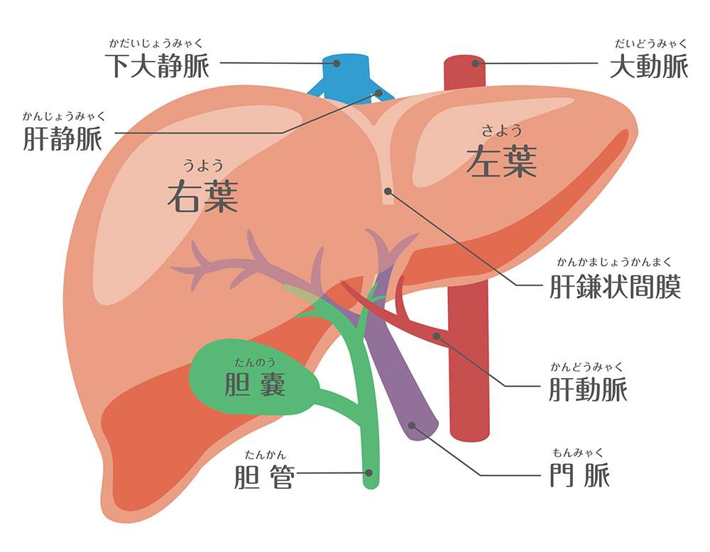 【衝撃】肝臓 アレルギー急増の噂は本当か？炎上の経緯と真相を追う