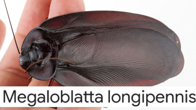 Scientific Name for the Largest Cockroach