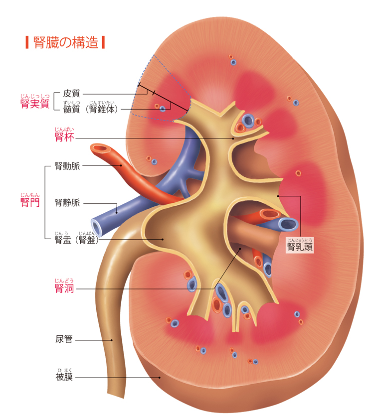 腎臓病の食事レシピ新常識！減塩でも劇的に美味しい1週間献立と調理法