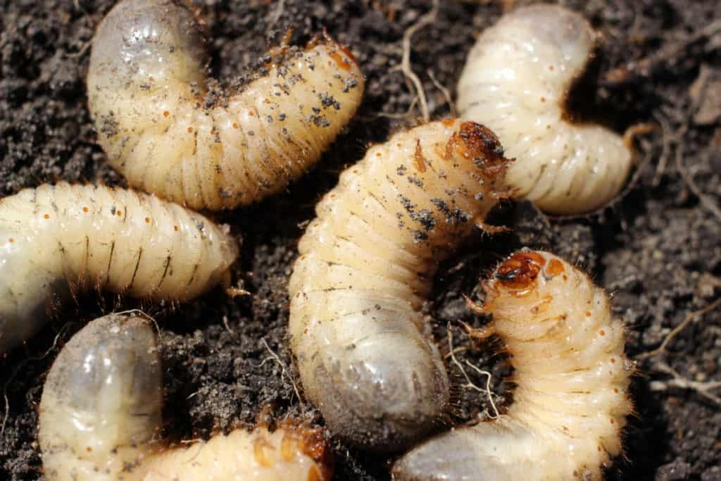 How Big Do Maggots Get