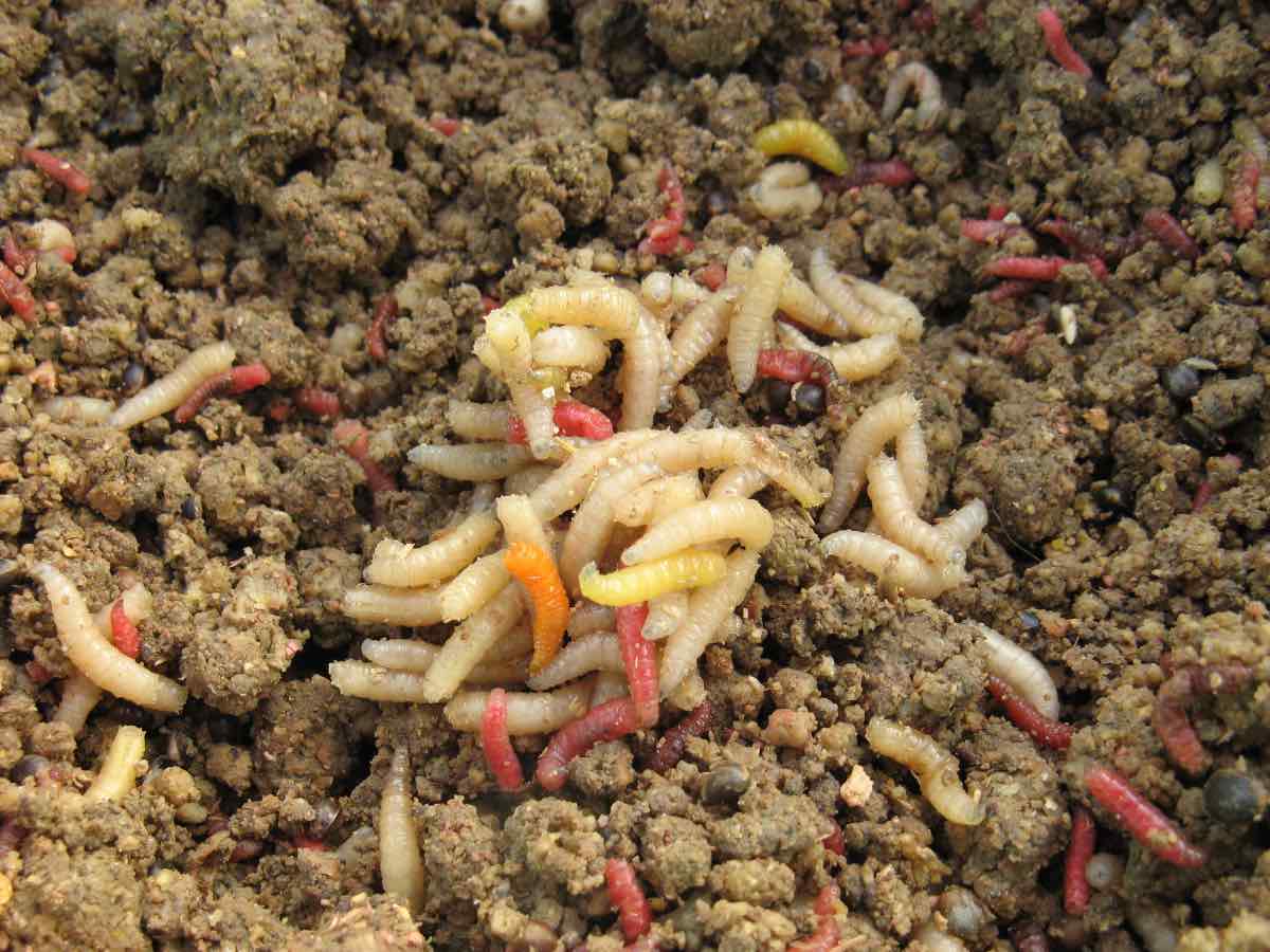 Maggots in Plant Soil