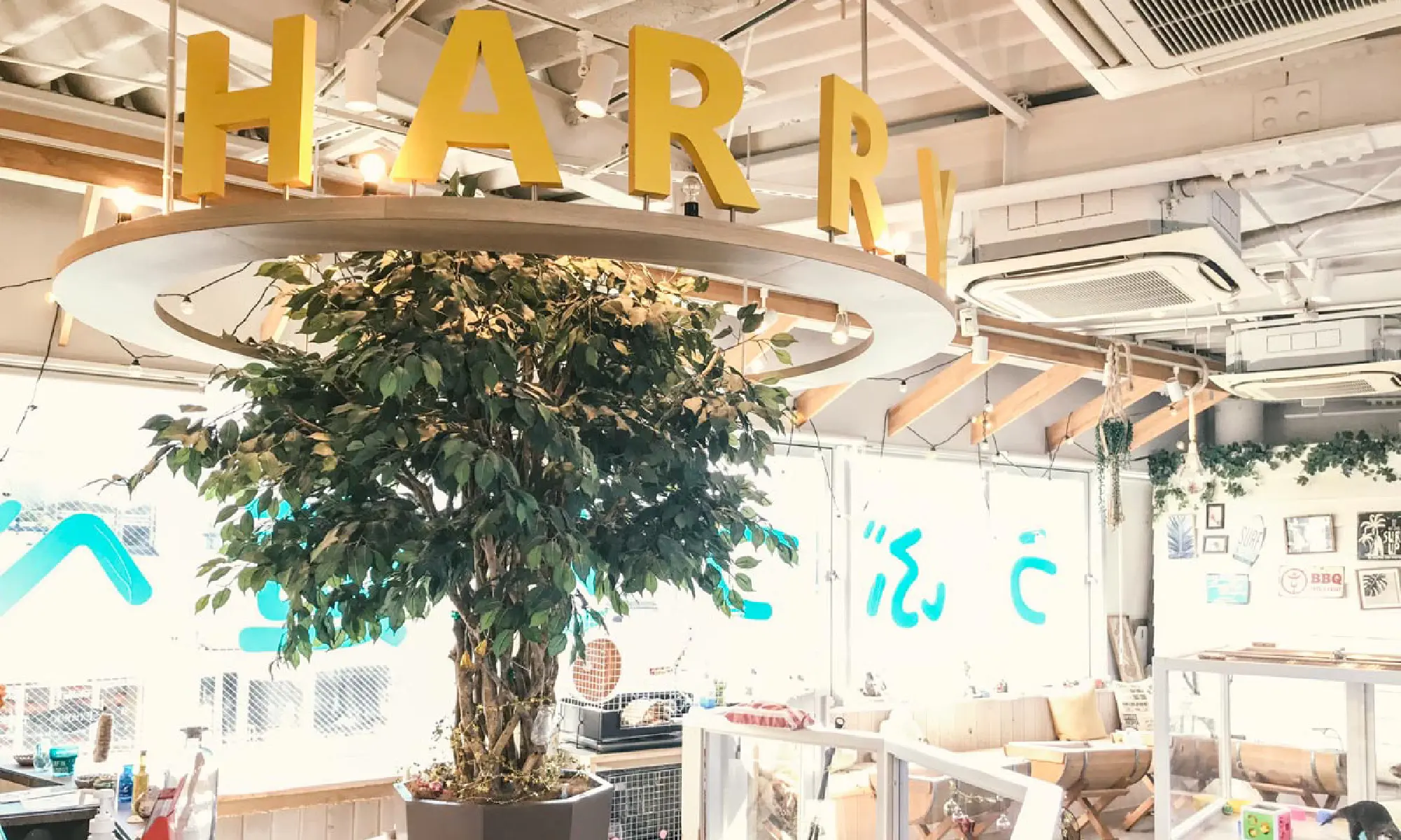 Harry原宿テラス店の実態調査！料金・予約と口コミ真相【2026最新】