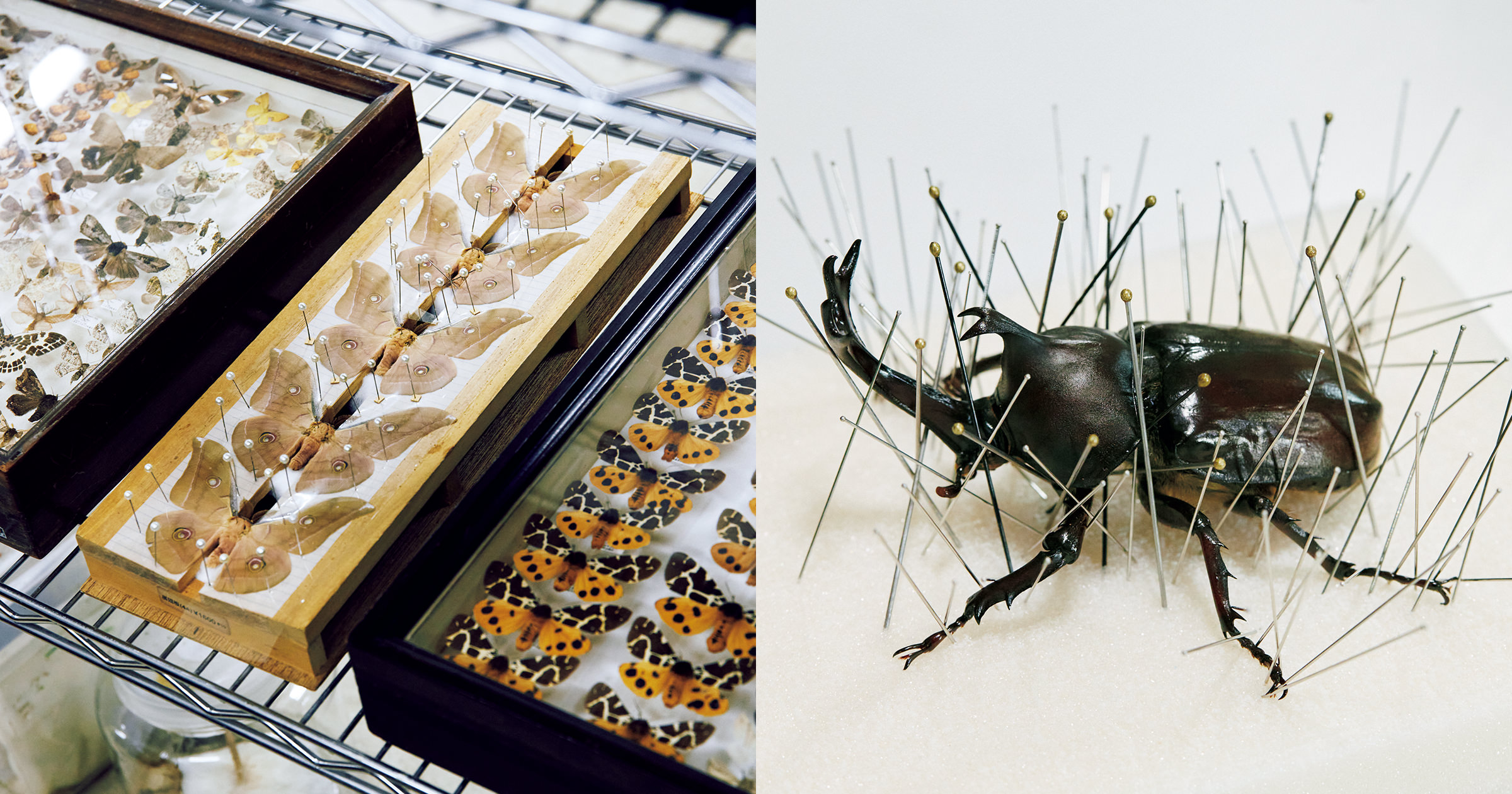 昆虫標本の作り方決定版！カビや腐敗を防ぐ100均代用と保存の極意