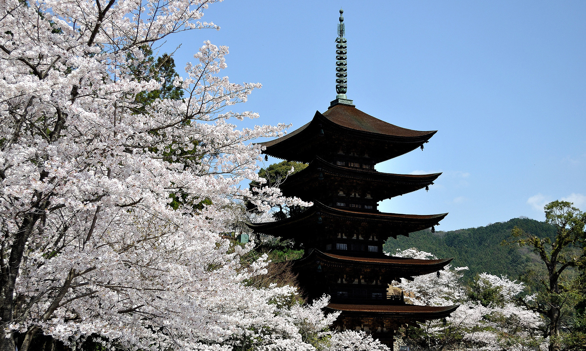 国宝・瑠璃光寺五重塔の現在地｜令和の大改修の全貌と最新見どころ