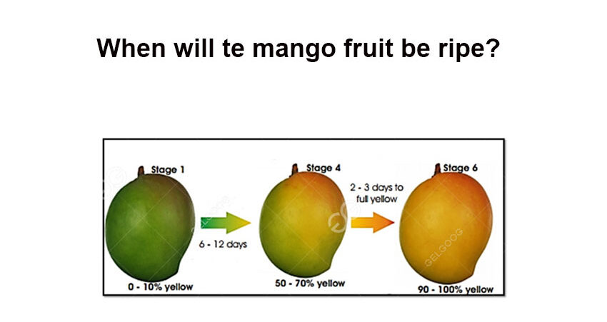How to Know If a Mango Is Ripe