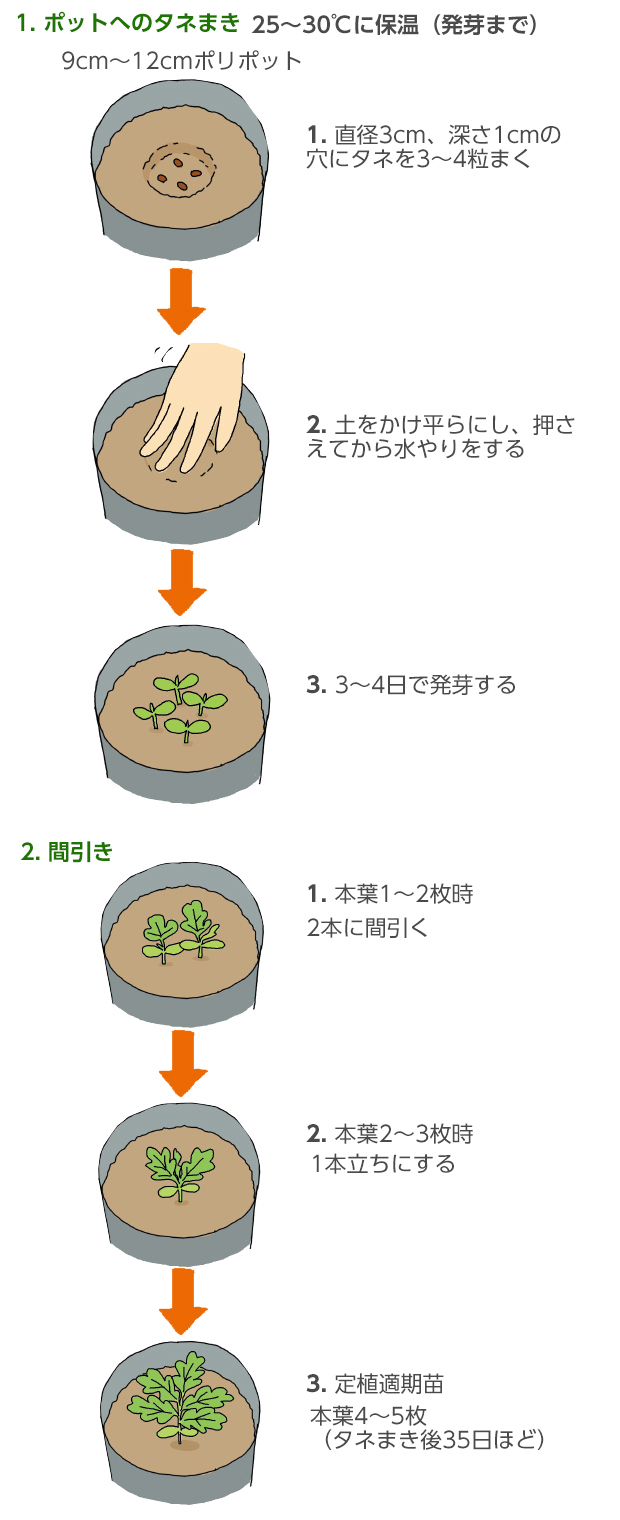 市販メロンの種から甘い実を収穫！プロ直伝の栽培手順と成功の秘訣
