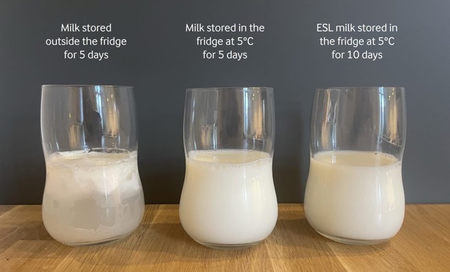 What Temperature Does Milk Go Bad