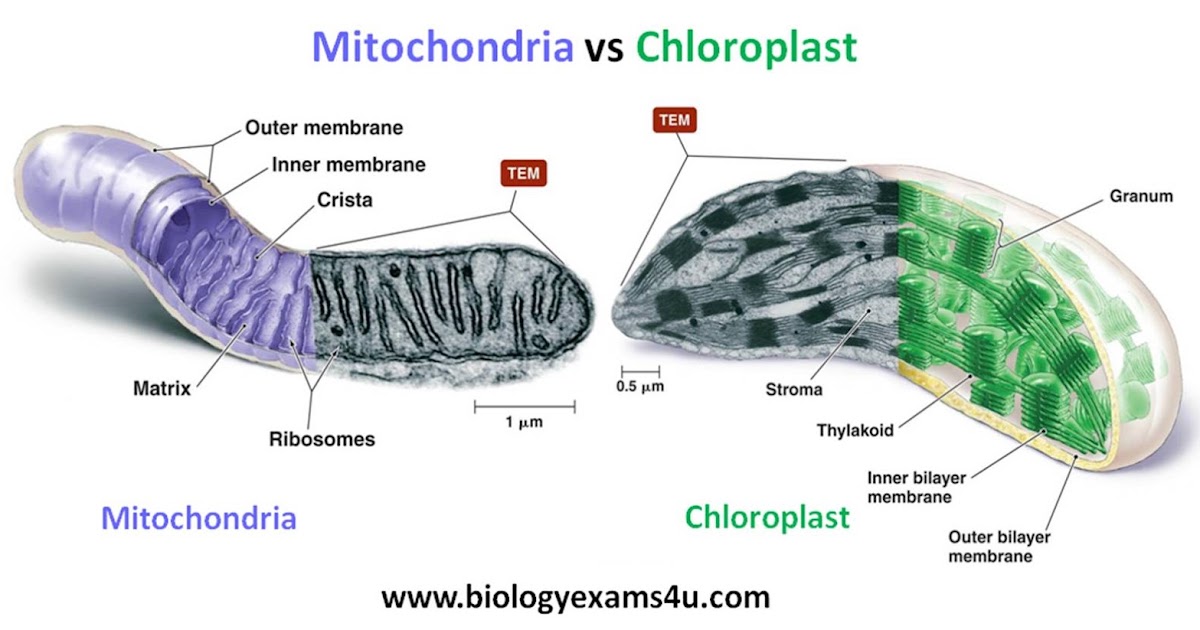 What Household Item Is Similar to Mitochondria