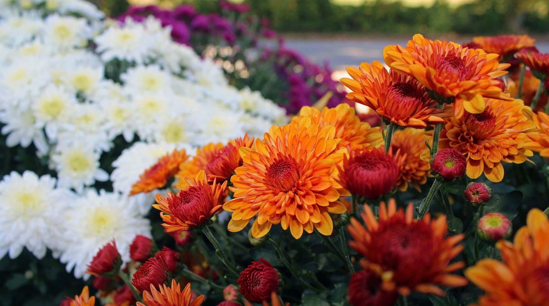 Chrysanthemums in September: the Unexpected Path to a Perfect Fall Garden