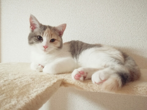 【経歴】 小さい 猫 種類 人気理由と評判まとめ #875