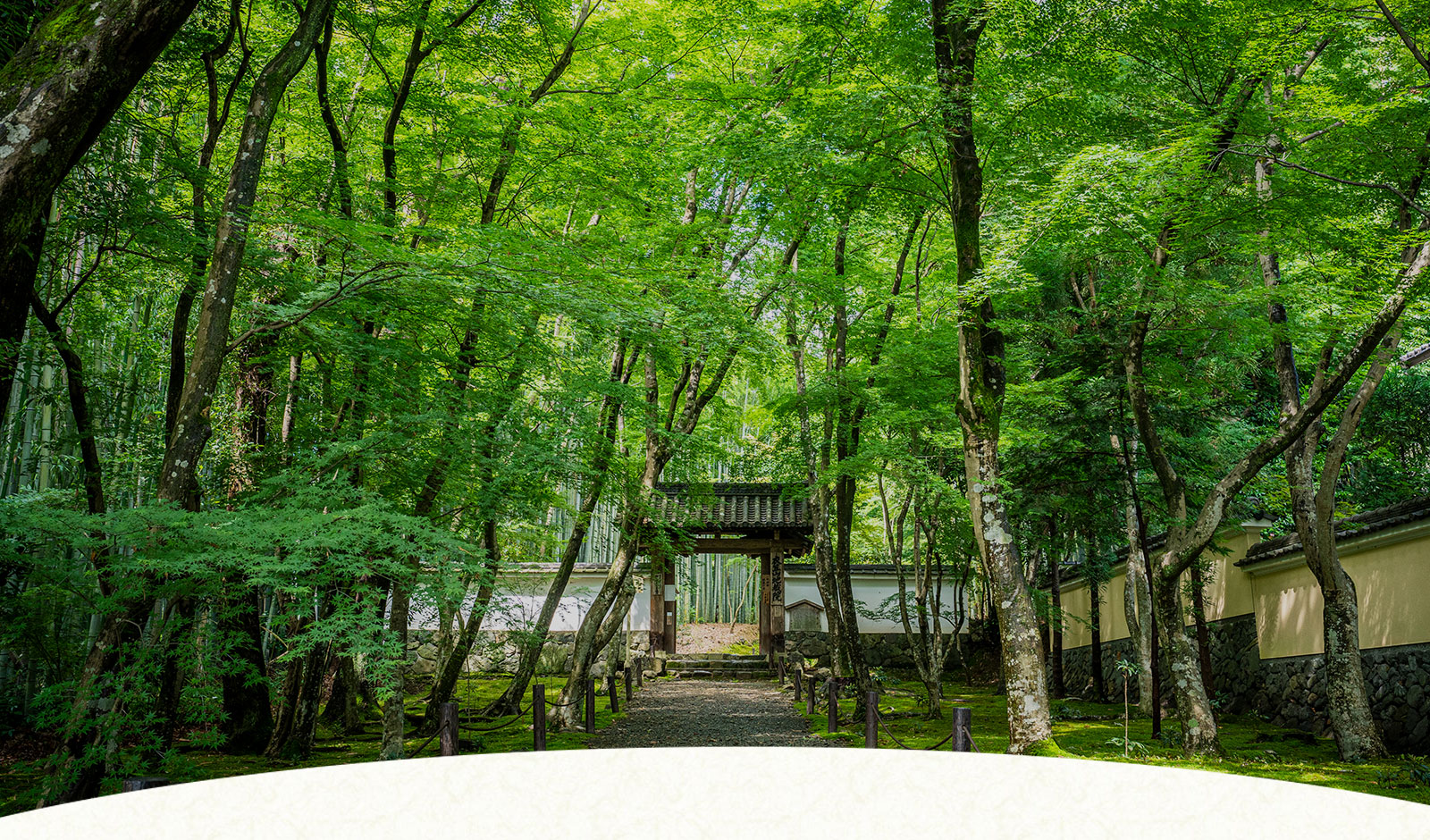 京都・竹の寺「地蔵院」の静寂美！撮影禁止の真相と拝観ガイド【2026】