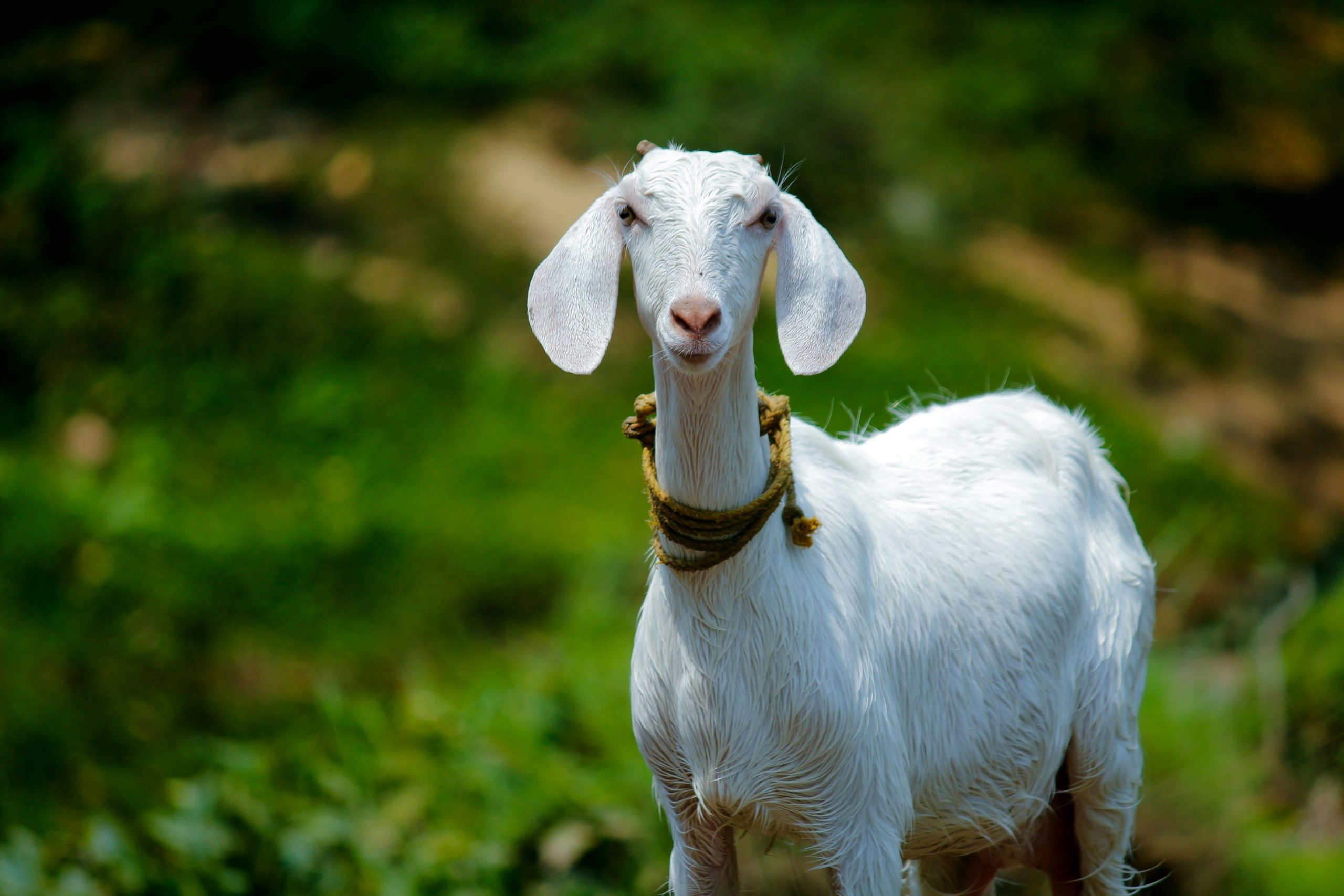 【2026年最新】「Goat」スラングの本当の意味とは？大谷翔平やメッシ躍進でSnsを席巻する最上級褒め言葉の全貌