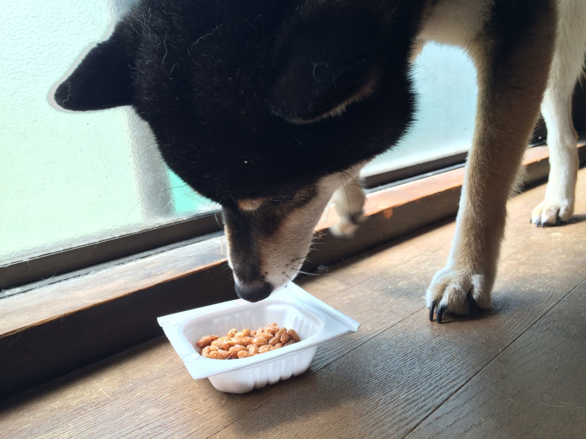 犬に納豆を与えても大丈夫？嬉しい健康効果と絶対に避けたいNg行動