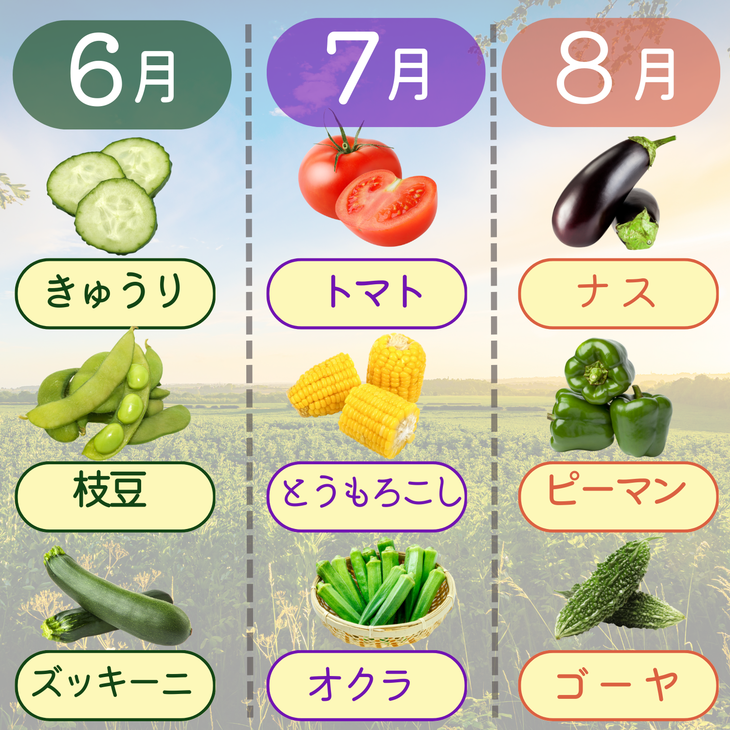 7月の旬野菜で夏バテ打破！プロ直伝レシピと栄養・見分け方【2026】