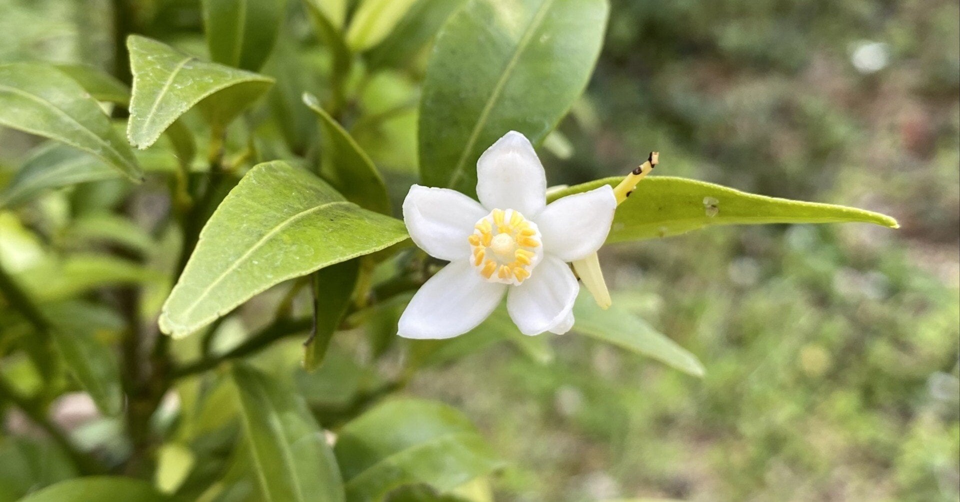 橘の花言葉「追憶」の真相とは？古今和歌集の由来と不吉の噂を徹底解剖