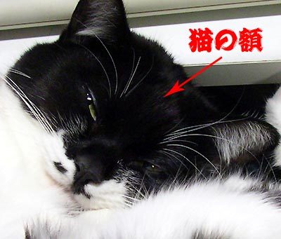 【徹底調査】 猫 の 額 意味 徹底解説＆真相まとめ #619