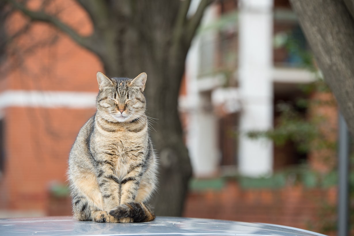 猫の座り方で見抜く心理とSos｜香箱やスコ座りに潜む病気リスク