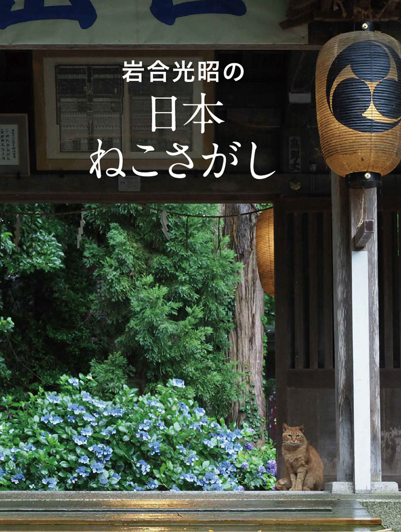 愛猫脱走で絶望しない！プロ直伝の猫探し初動と発見率を高める全手順