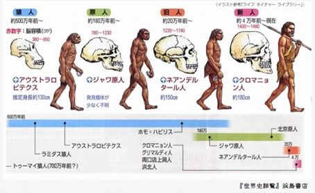 【徹底調査】 人類 の 進化 図 最新画像・動画まとめ #889