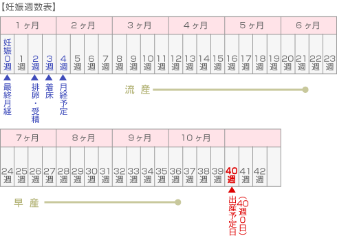 妊娠週数の数え方と予定日計算の真実｜妊娠0週の謎とエコー修正の全貌
