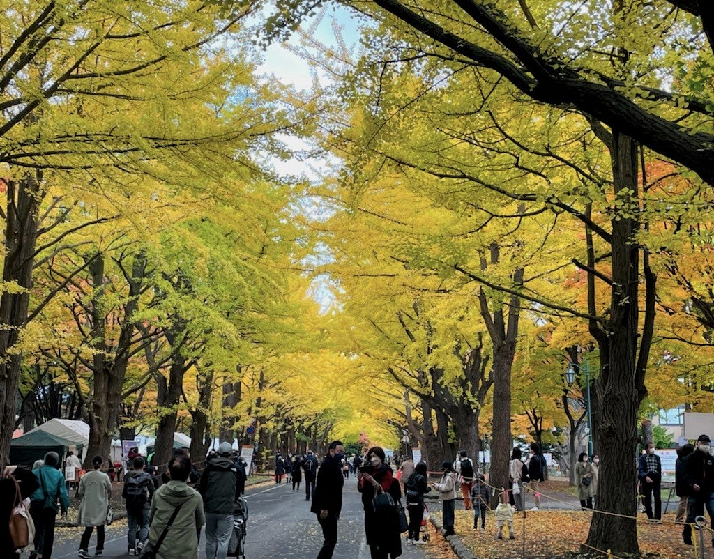 【2026年最新】札幌の街を染める黄金色の絶景！北海道大学イチョウ並木の黄金期と秋の特別ライトアップ最前線