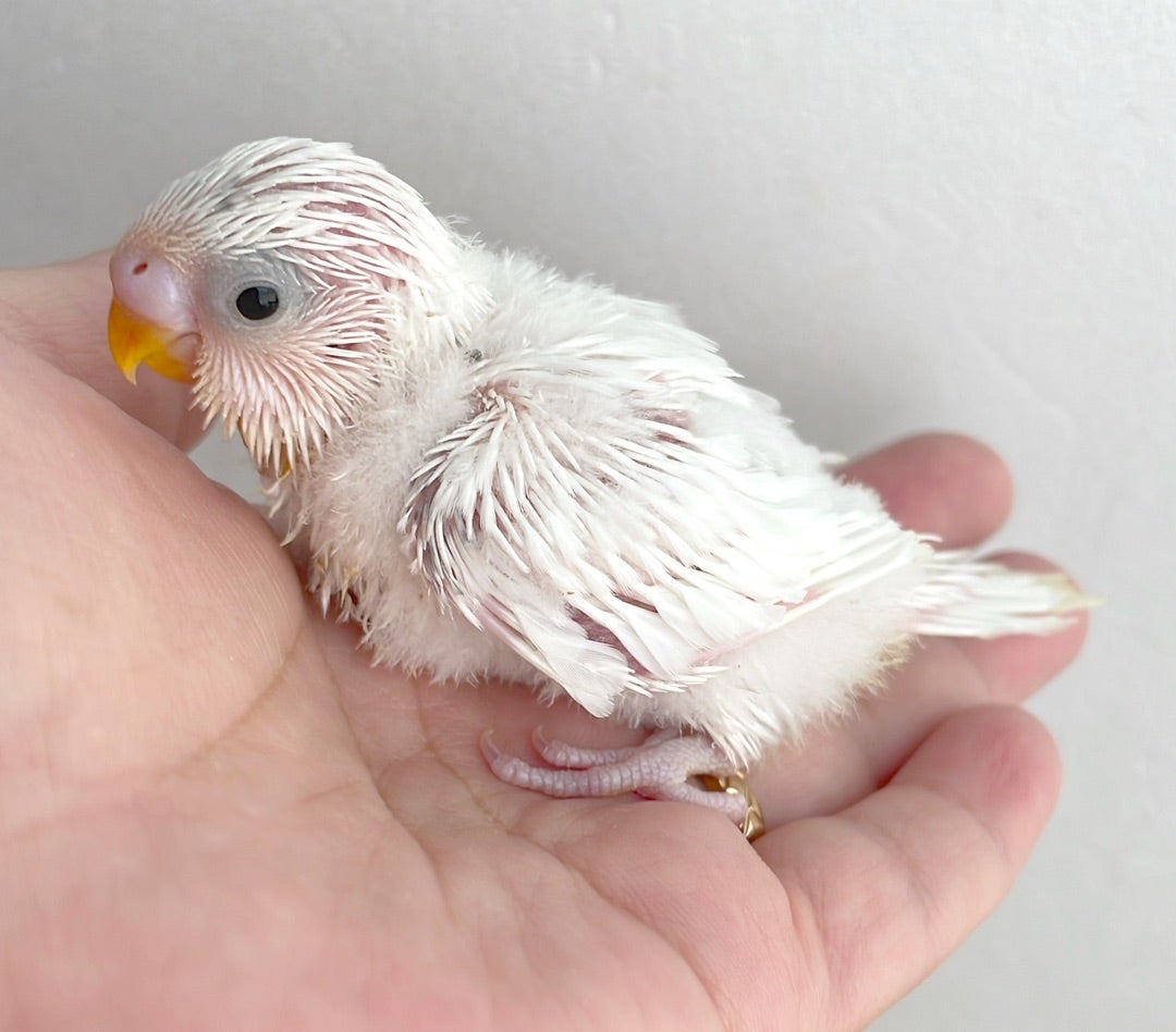 セキセイインコの雛を守る育て方！プロが教える挿し餌と保温の極意