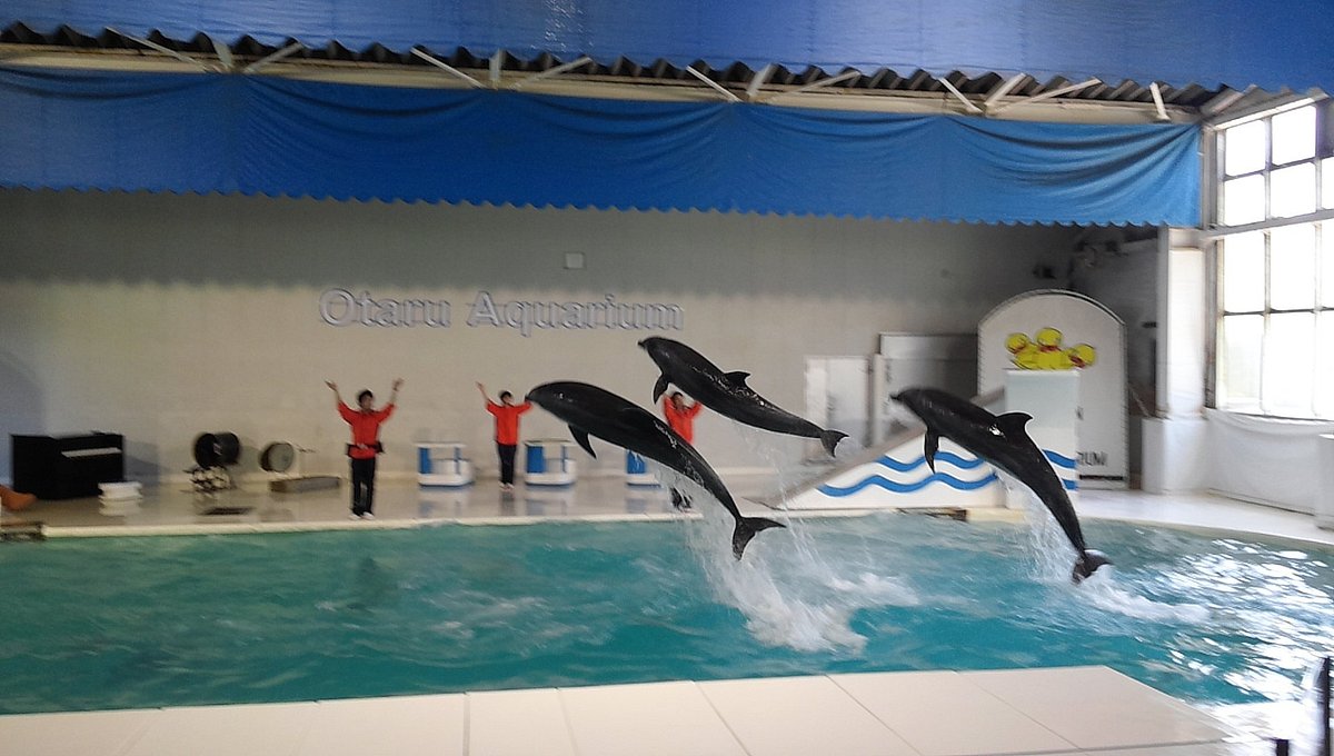 【2026最新】大人が感動する小樽水族館の魅力とは？迫力の見どころ徹底解説