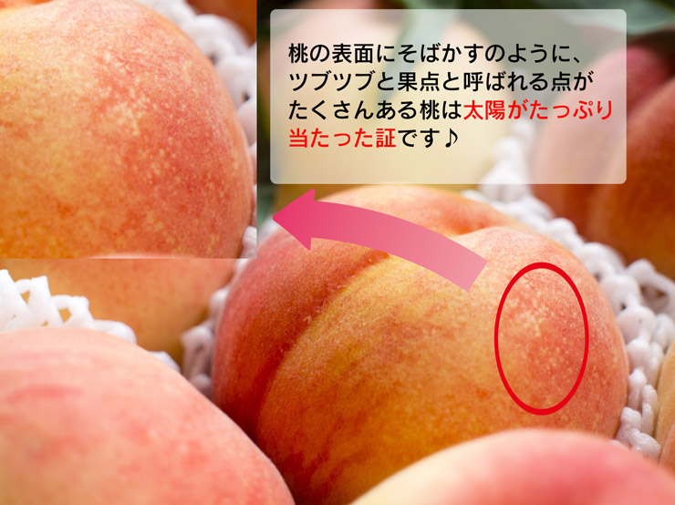 美味しい桃の見分け方2026｜プロ直伝の失敗しない選び方と甘さの秘密