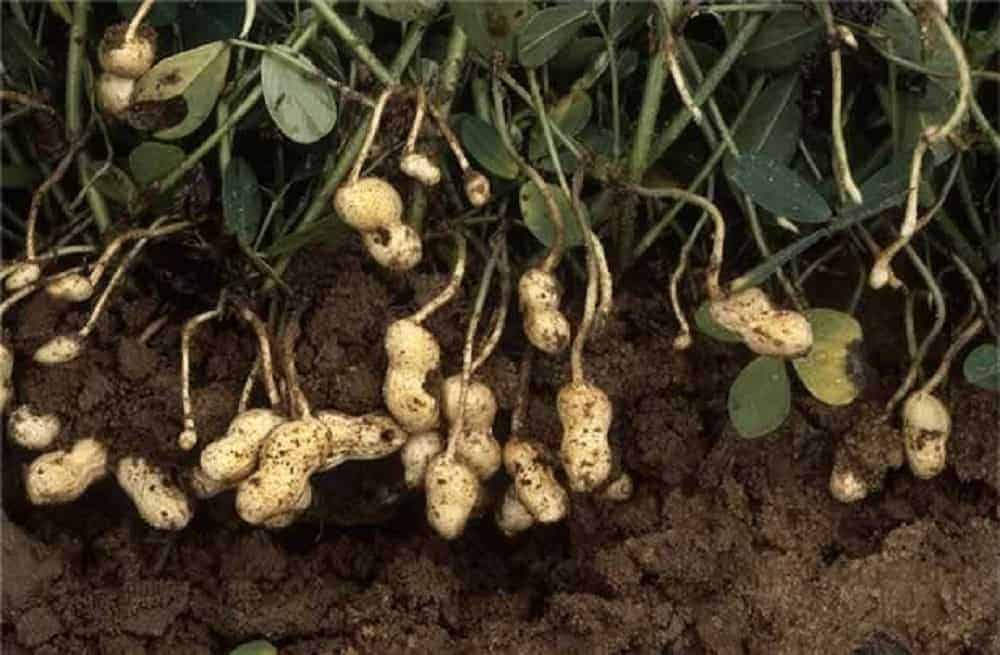 Where Are Peanuts Originally From