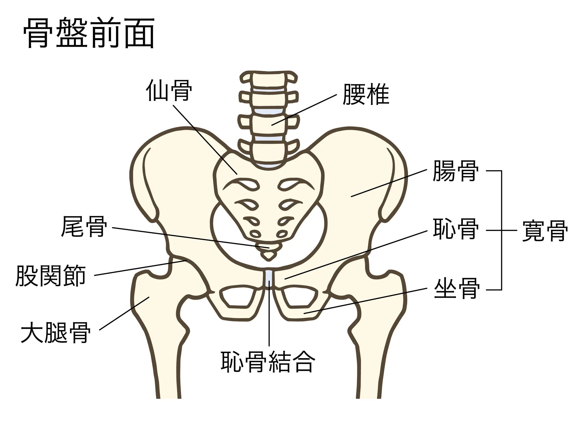 仙骨はどこ？お尻の真ん中の位置と見つけ方＆腰痛・自律神経ケア