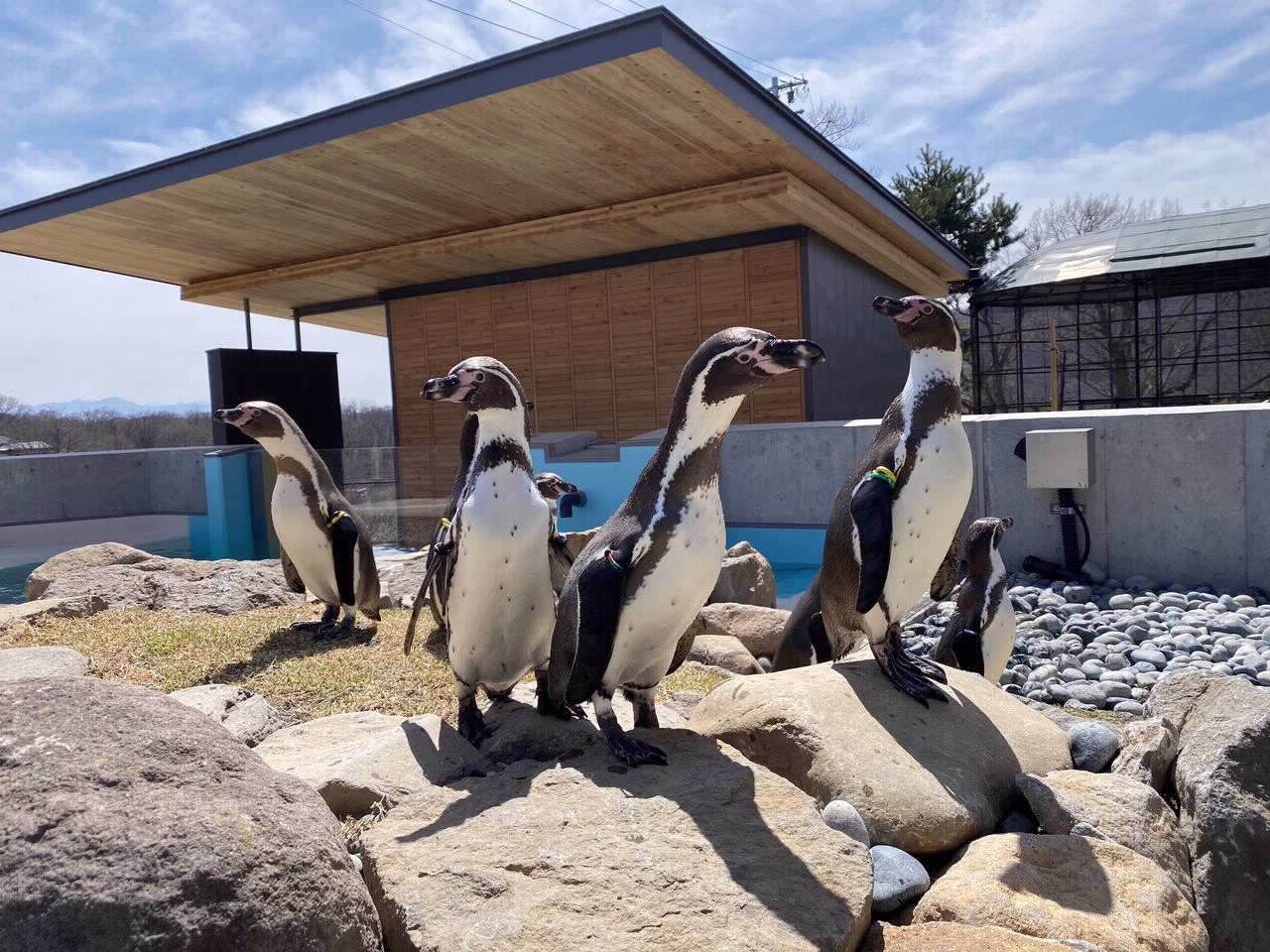 100周年の小諸市懐古園動物園！新展示と混雑回避ルート徹底取材
