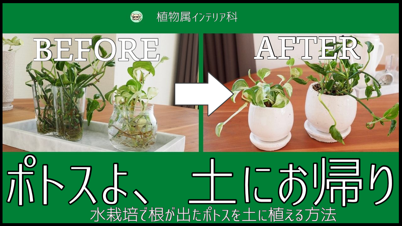 ポトスの植え替え完全ガイド！枯らさず再生させる土選びと手順