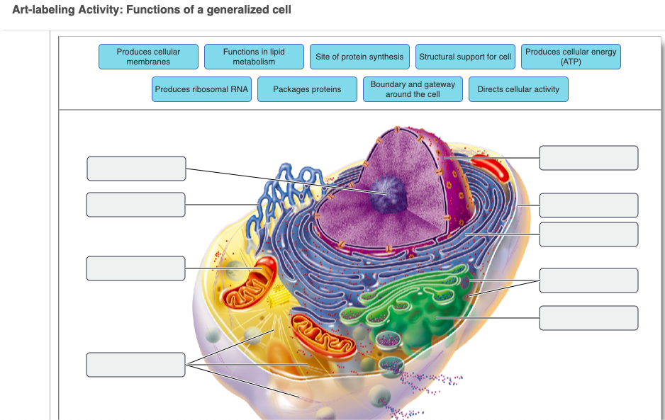 Art Labeling Activity Functions of a Generalized Cell