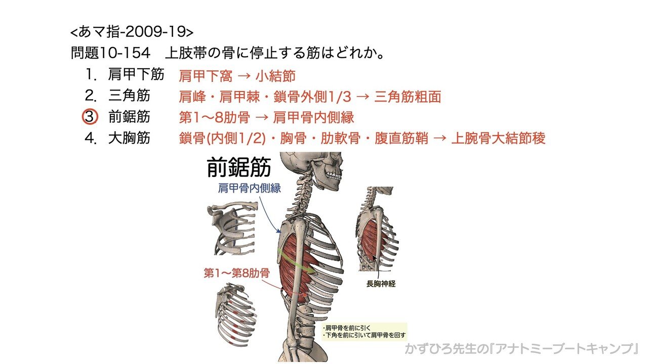 上肢帯とはどこのこと？肩関節との違いや筋肉・運動の仕組みを徹底解明