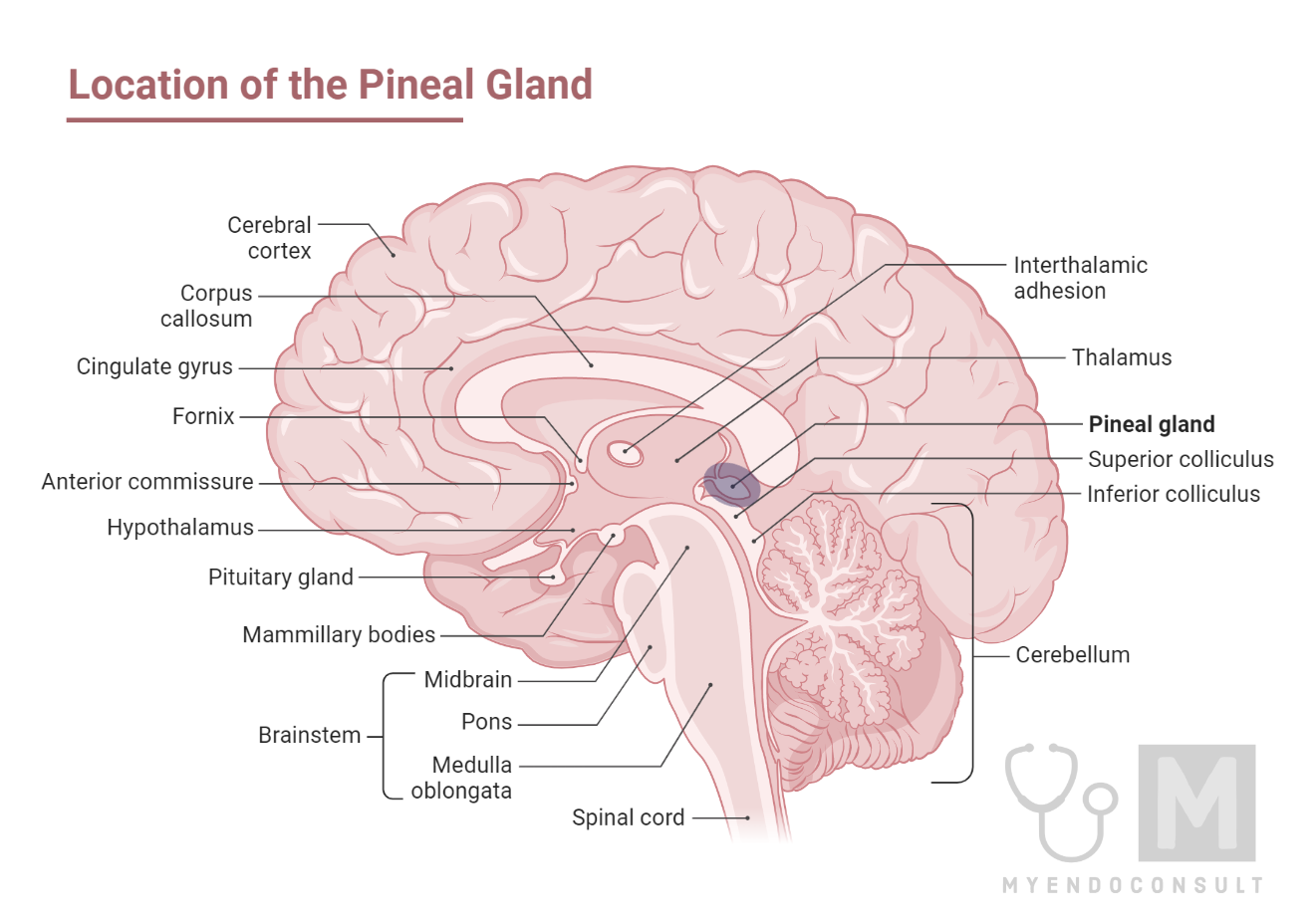 Where in the Brain Is the Pineal Gland Located