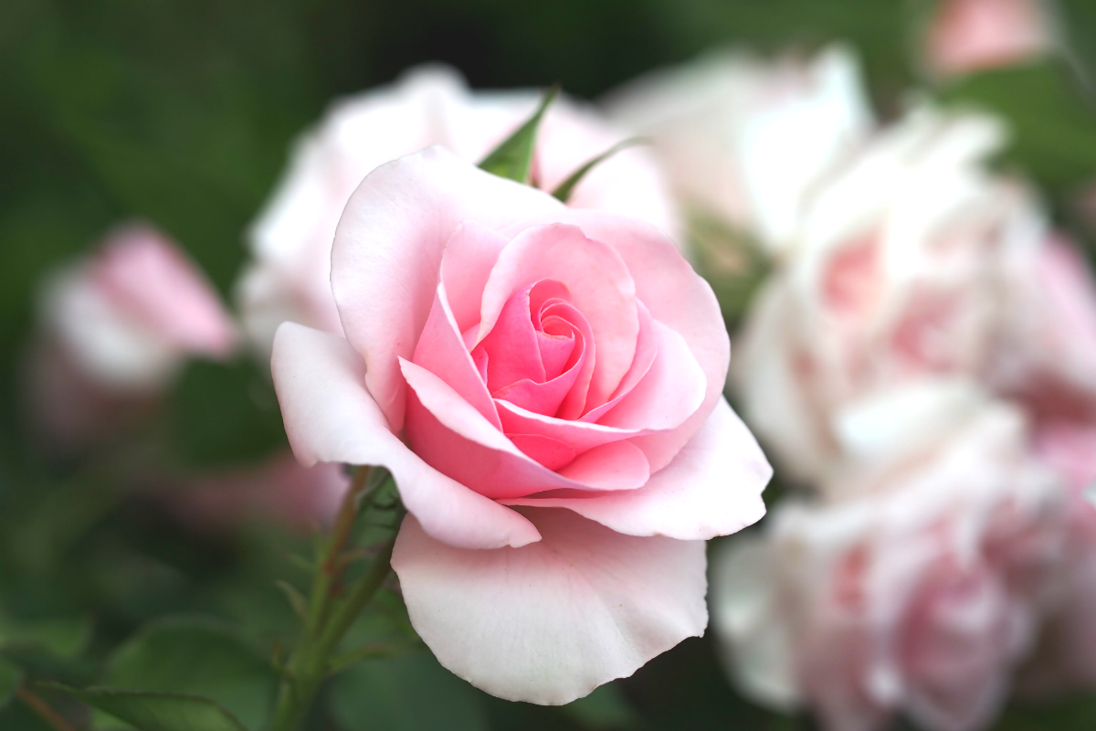 ピンクのバラ花言葉と本数の意味｜怖い噂の真相とギフトの失敗防止策