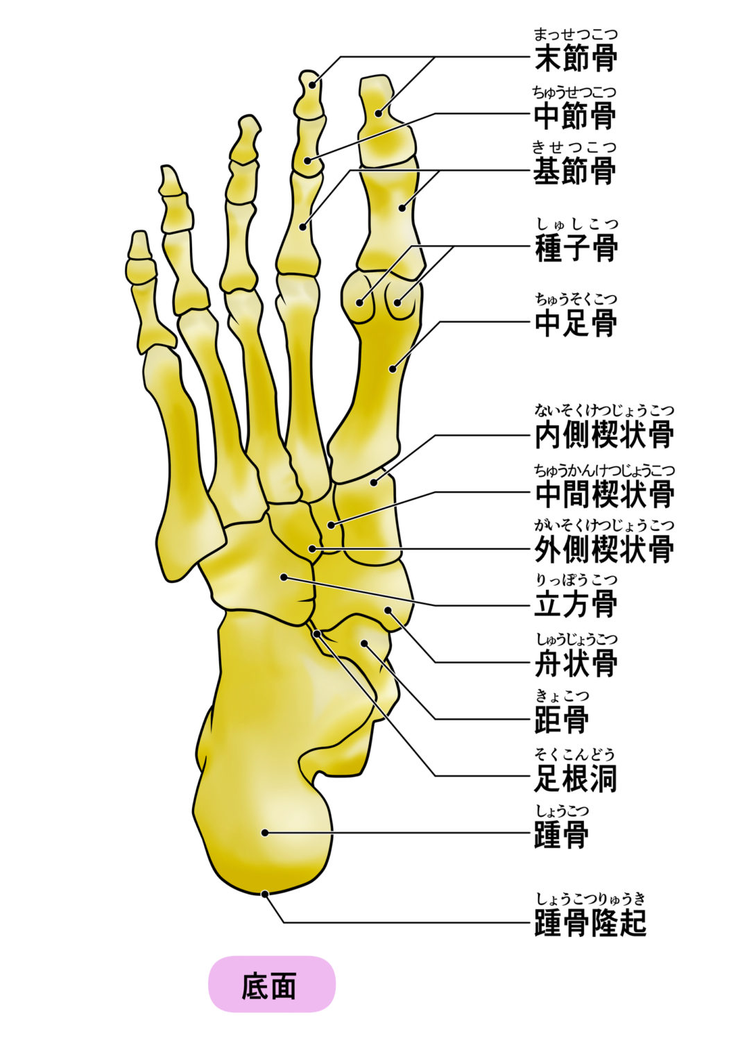 足の指の関節が痛む・腫れる原因は？痛風や外反母趾の見分け方と受診科